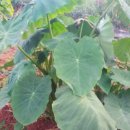 아린농장 이미지