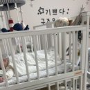 파니퐁퐁