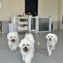 아이멍그라운드 이미지