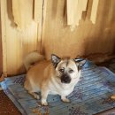 복순이네 이미지