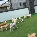 도기야드 이미지