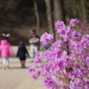 서울 헌릉과 인릉 이미지