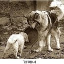 아지&냥이 이미지