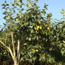 홍원농장 이미지