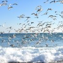 행복한 꿈 이미지