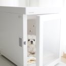 강아지 펫드라이룸 적응훈련, 붐펫 소음 후기