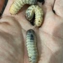 파평주유소 이미지