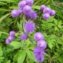 영월고등학교 이미지