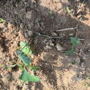 금영농장 이미지