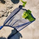 올해 첫 <b>나비</b>고기 두동가리돔 해수어채집 소식!