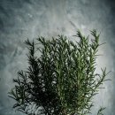 로즈마리숲 이미지