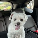 내촌애견 | [캠핑일기 #12] 홍천 드루왈캠핑장 | 사이트B4 명당 | 애견동반 캠핑장