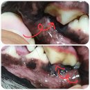 크라운 동물병원 | 강아지치과 들어보셨어요? 강아지크라운 내돈내산후기