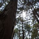 고흥숲속의바다 이미지