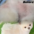 하니 그루밍( Hani Grooming) 네이버블로그