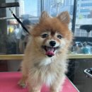 서른살나의펫 이미지