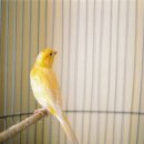카나리아 이미지