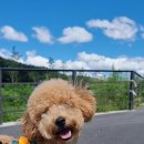 와니펫싸롱 이미지