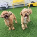 놀러오개 애견유치원 애견호텔 수원세류점 이미지