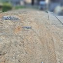 동읍스카이부동산중개사무소 이미지