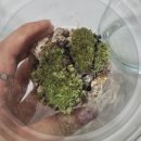 씨유한라비발디점 | 전포꽃집 추천, 프리마원 깔끔한 신상꽃집후기 (반려식물 키우기)