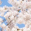 봄이오네 이미지