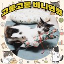 고롱고롱 이미지