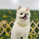 댕이발소 이미지