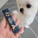 라라(Lara) 동물병원 | 강아지 유산균 보울라디, 닥터페렌들리로 시작한 라라의 장 건강 관리 솔직후기