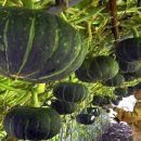 호박농장 이미지