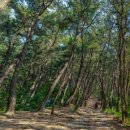 솔마루길 대공원산 이미지