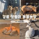 진사슴농장 | 강릉 쌍둥이 동물농장 후기｜강릉 가볼만한곳 가족 나들이 추천
