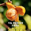 관절염과 여성질환에 도움주는 노박(덩굴)나무 효능과 부작용 이미지