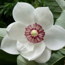 목련-Magnolia 이미지