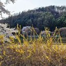 청주 미원천 벚꽃 이미지