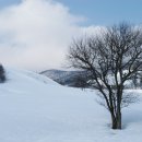 대관령목장 이미지