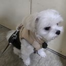 더 이쁜 멍살롱 | 고양동 애견미용 잘하는 곳 살롱드 멍