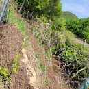 다래농장 이미지