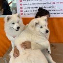 멍사랑 | 하트멍, 12마리 사모예드에게 사랑에 빠지게 되는 천안 카페 / 내돈내산 후기