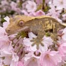 꾸러기동물병원 이미지