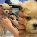 펫스토리 동물병원 이미지