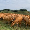 태일농장 | “정액은 같은데, 농장마다 수정률이 왜 다를까?”