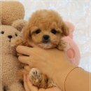 플랜멍 강아지분양 대구본점 이미지