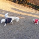 소망애견 이미지