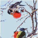 딱따구리 이미지