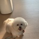 못된강아지 | 목감시티동물병원 강아지입술종기 사마귀 조직구종 진단후기