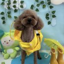 까까멍멍 이미지