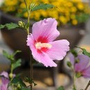 화성무궁화 이미지