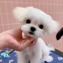 댕뜰리에 이미지