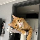 우다다냥 이미지